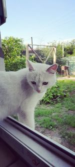 Portrait of cat seen through window