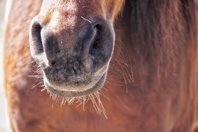 Close-up of horse