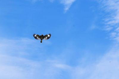 Low angle view of bird flying