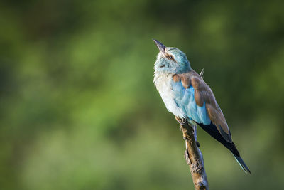 Close-up of bird perching on branch