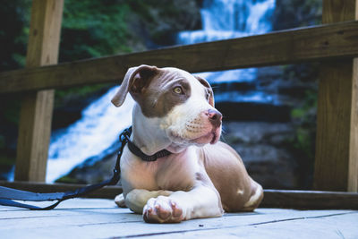 Close-up of a dog looking away