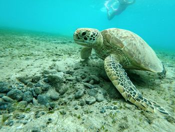 Close-up of turtle swimming in sea