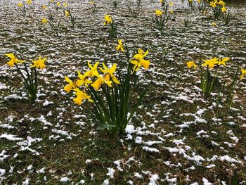 Yellow flowers blooming in winter