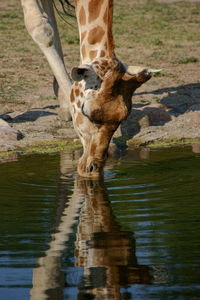 View of giraffe drinking water