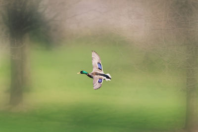 Bird flying against blurred background