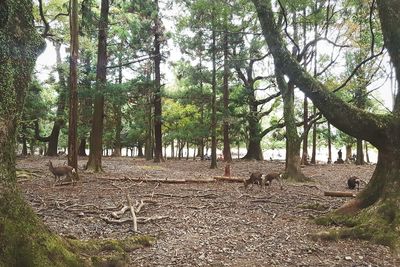 View of trees in forest