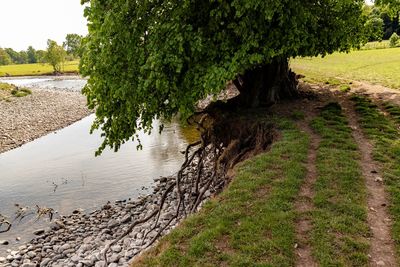 Scenic view of river amidst trees