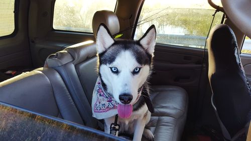 Portrait of dog sitting in car