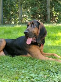 Dog relaxing on field