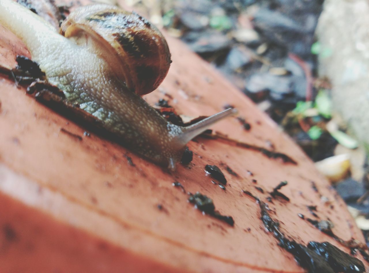 animals in the wild, animal themes, wildlife, one animal, close-up, focus on foreground, insect, selective focus, snail, rusty, outdoors, day, wood - material, no people, old, nature, metal, animal antenna, damaged, weathered