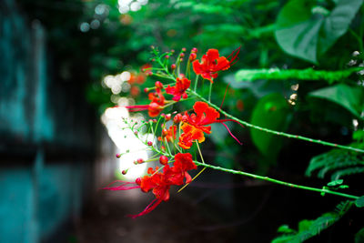 Close-up of red flowering plant