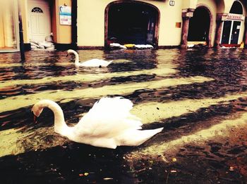 Close-up of swan swimming in water