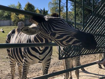 Two horses in a zoo