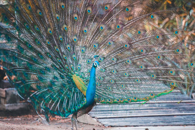 Close-up of peacock