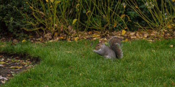 Squirrel eating an almond in a public park