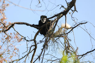 Mantled guereza sitting on a tree in kilimanjaro national park