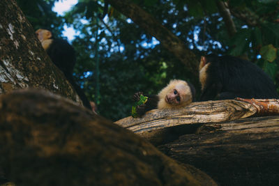 Low angle view of cat on tree trunk