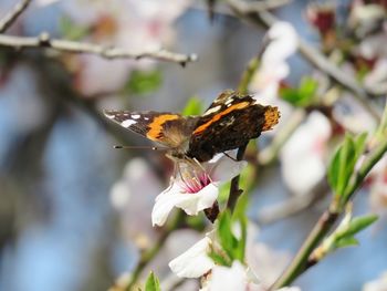 Close-up of butterfly pollinating on flower