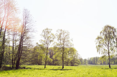 Trees on field against clear sky