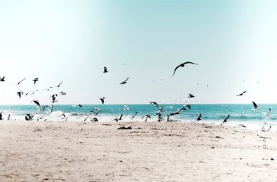 Birds flying over beach against clear sky