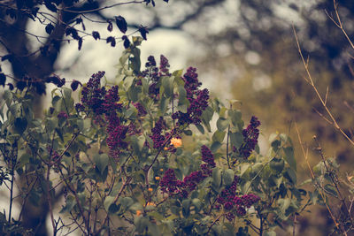 Close-up of flowers against blurred background