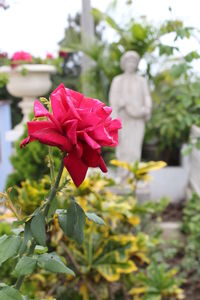 Close-up of red flower blooming on tree