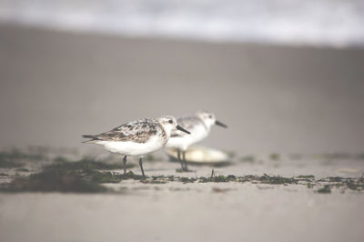 Close-up of seagull on beach