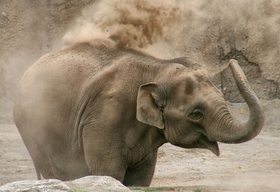 Elephant in a zoo