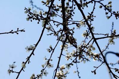 Low angle view of flowering tree