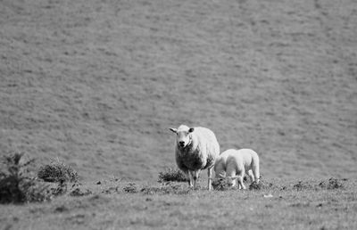 View of a sheep on field