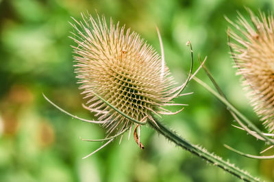 Close-up of wilted thistle