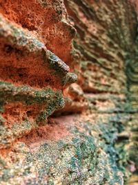 Close-up of moss on rock