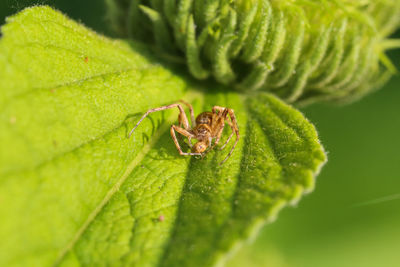 Close-up of insect on leaf