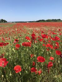 Red poppies on field against sky