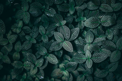 Full frame shot of patterned pattern