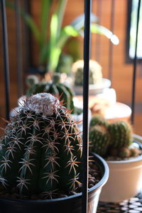 Close-up of succulent plant on table