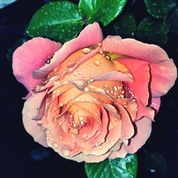Close-up of wet pink rose blooming outdoors