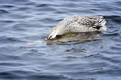 High angle view of ducks mating in lake