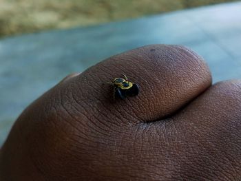 Close-up of insect on hand
