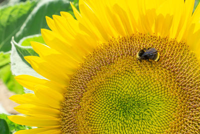 Close-up of honey bee on sunflower