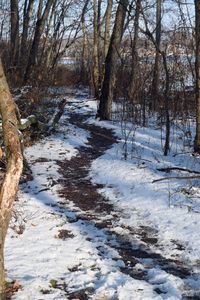 Bare trees in forest during winter