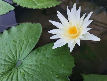 Close-up of lotus water lily in pond