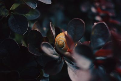 Sleeping snail in nature