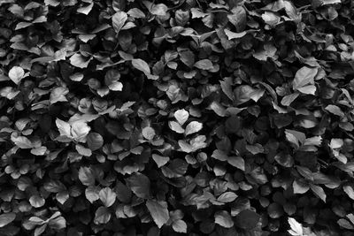 Full frame shot of leaves