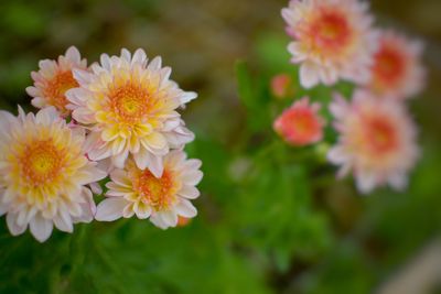 Close-up of flowering plant