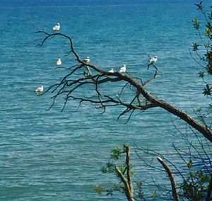 Bare trees by lake