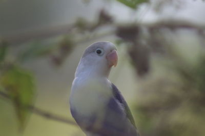 Close-up of parrot perching