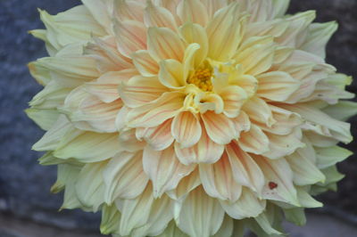 Close-up of yellow dahlia blooming outdoors