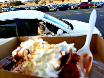 View of a dog in car