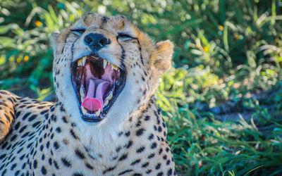 Close-up of tiger yawning